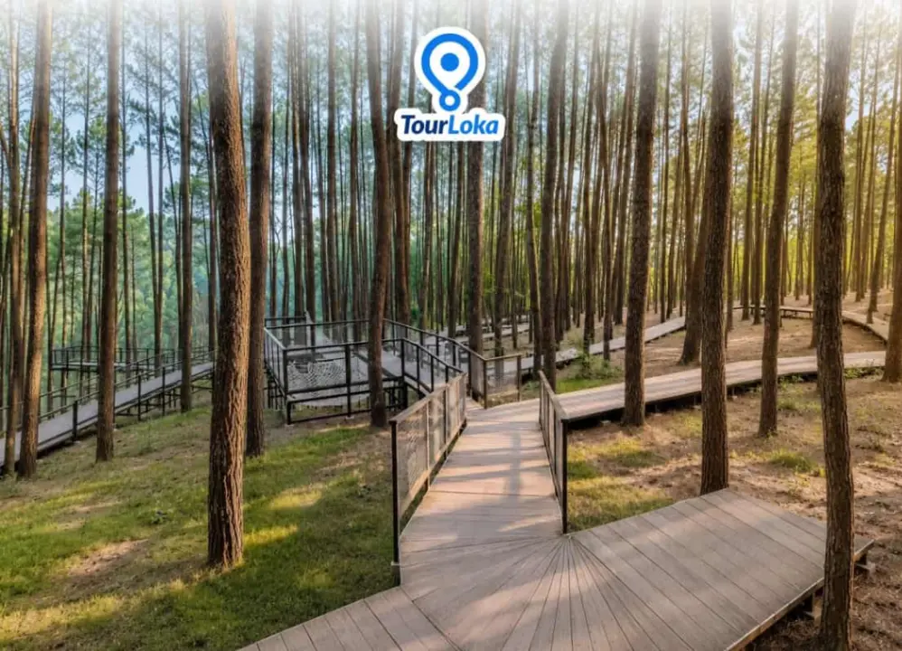 Paket Wisata Jogja 1 Hari Hutan Pinus